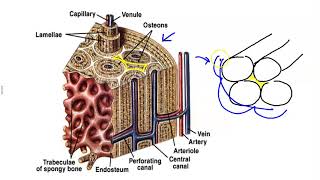 Microscopic Structure of Bone [upl. by Dubois]