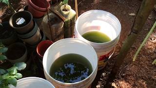 How to grow Green Water Algae [upl. by Shalna]