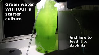 Green Water WITHOUT a Starter Culture  From Scratch  How To [upl. by Ahsiela230]