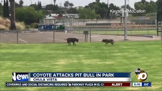 Encounter between coyote and pit bull at park caught on video [upl. by Yeliah]