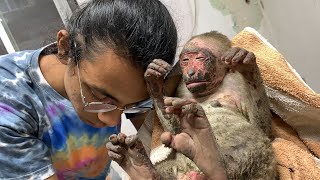 BABY MONKEY ALMOST BURNT ALIVE [upl. by Fletch]