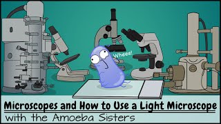 Microscopes and How to Use a Light Microscope [upl. by Amilas402]