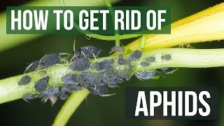 How to Get Rid of Aphids Guaranteed 4 Easy Steps [upl. by Yousuf]