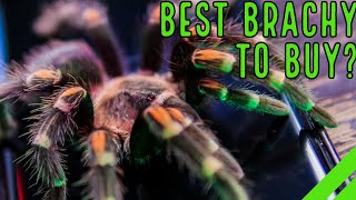 Mexican Flame Knee Tarantula How to Care for the Brachypelma auratum [upl. by Cristin]