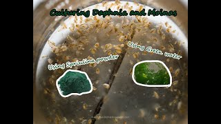 How To Culture Daphnia and Moinas using Green Water Spirulina powder [upl. by Nivert]