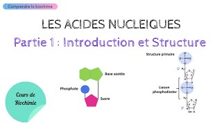 ACIDES NUCLEIQUES  INTRODUCTION ET STRUCTURE  Biochimie Facile [upl. by Dyana239]