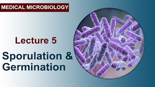 Lecture 5  Sporulation and Germination [upl. by Phelgen]