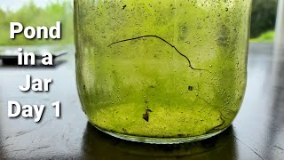 Pond in a Jar  Ecosphere Day 1 [upl. by Stavros963]