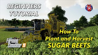 TUTORIAL  How to Plant and Harvest SUGAR BEETS  Farming Simulator 19  FS19 SUGAR BEET Tutorial [upl. by Sax]