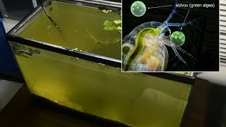 Raising Daphnia for the Freshwater Aquarium [upl. by Luy]