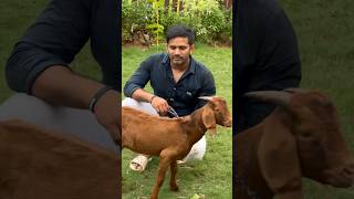 Kalahari Boer Goat at Exotic Goat Farm Padgha [upl. by Nevin]