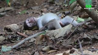 Pity macaque monkey passed away [upl. by Avruch]