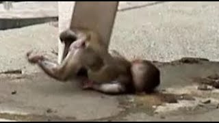 Baby monkeys big jump but failed [upl. by Mendive]