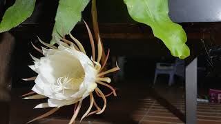 Queen of the Night Stunning TimeLapse of a Rare Flower Bloom [upl. by Callie]