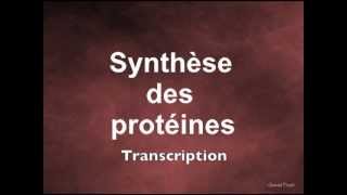 Synthèse des protéines Transcription [upl. by Egdamlat]