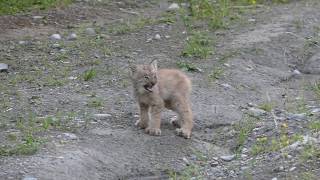 baby lynx canada 1 [upl. by Enaasiali]