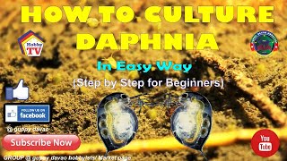 HOW TO CULTURE DAPHNIA In Easy Way [upl. by Kemeny528]