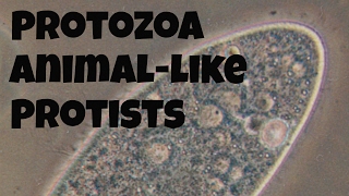 Protozoananimallike protists [upl. by Anyzratak]