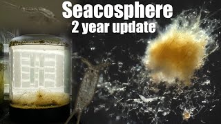 The Two Year Old Saltwater Ecospere [upl. by Nas]