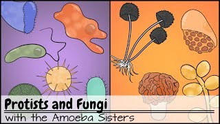 Protists and Fungi [upl. by Aseram]