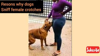 why do dogs sniff out female crotches [upl. by Notffilc]